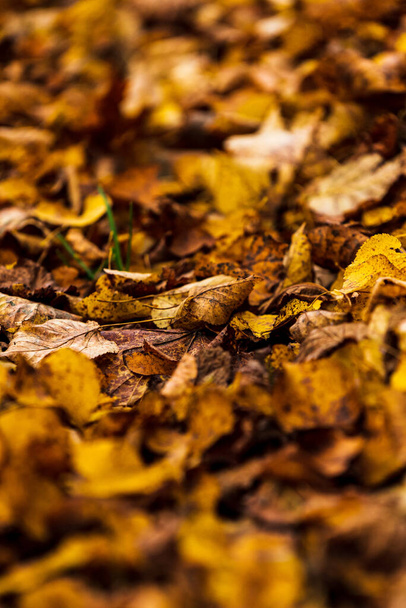 опавшие осенью листья с их яркими цветами более интересны и отличаются друг от друга, желтый, оранжевый, коричневый, даже зеленый - Фото, изображение