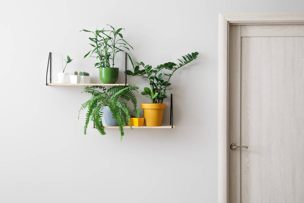 Modern shelves with houseplants hanging on light wall - Foto, afbeelding