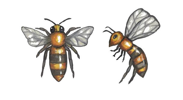 watercolor bees. vector illustration. EPS format - Vector, Image