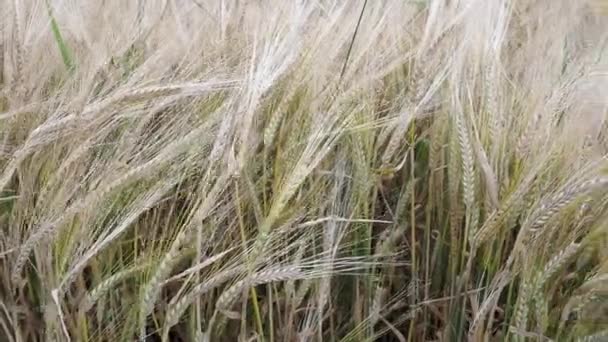 A field of barley (Hordeum vulgare) blowing in a summer breeze - Footage, Video