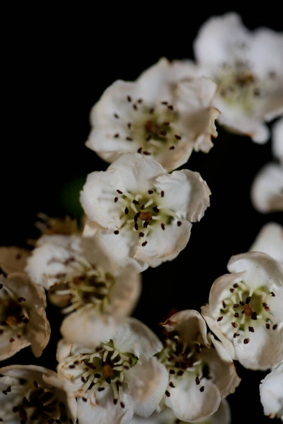 黒地に白い花を咲かせますカラテガス・モノギナ科植物現代の高品質な大きなサイズのプリント - 写真・画像