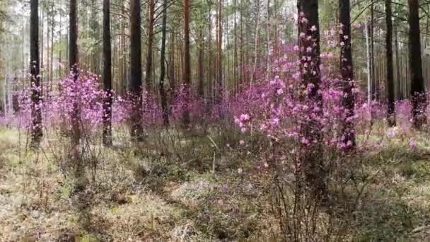 kukinnan alppiruusu metsässä - Materiaali, video