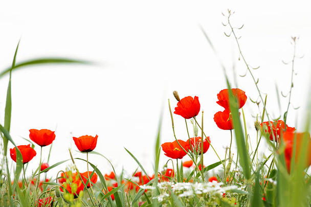 Roter wilder Mohn blüht im Frühling auf einer Wiese vor weißem Hintergrund. Selektiver Fokus - Foto, Bild