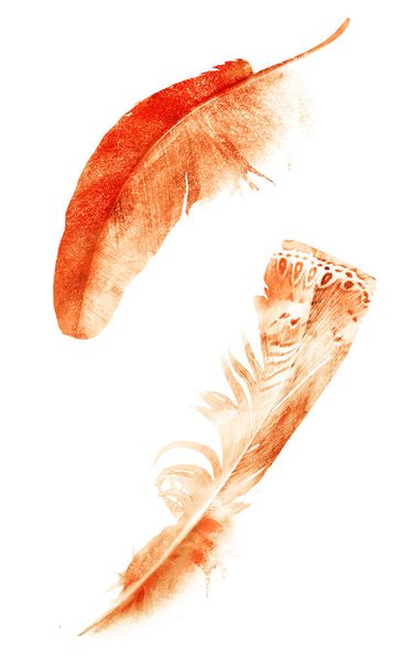Watercolor feathers, isolated on white background - Foto, immagini