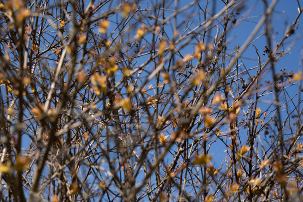 struiken in het voorjaar met kleine bladeren en een helderblauwe lucht op de achtergrond. - Foto, afbeelding