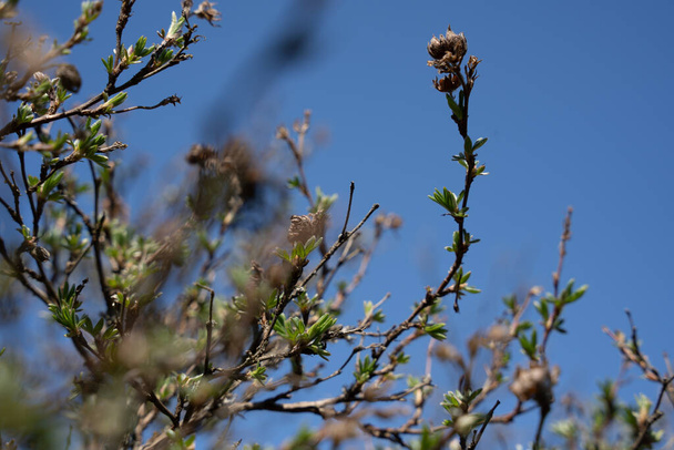 arbustos en primavera con hojas pequeñas y un cielo azul brillante en el fondo. - Foto, imagen