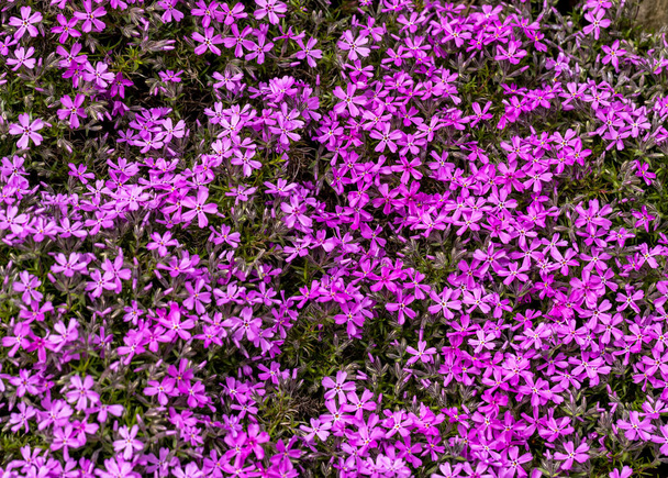  lila aubrieta deltoidea bloemen in de zomertuin. - Foto, afbeelding