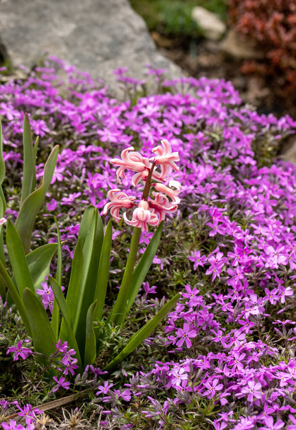 Kwitnące hisacynths wśród liliowy aubrieta deltoidea kwiaty w ogrodzie letnim - Zdjęcie, obraz