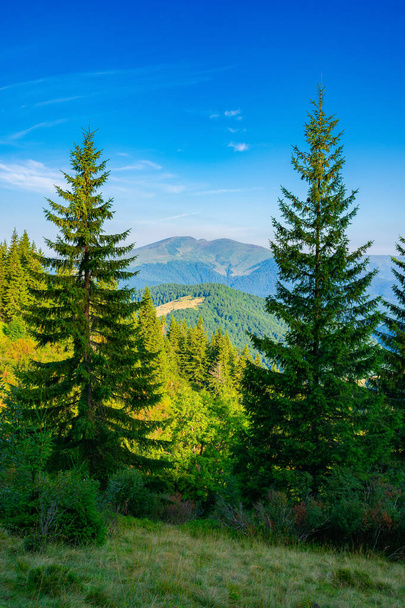 spruce trees on the mountain meadow. wonderful summer landscape in the morning. idyllic nature background of ukrainian carpathians - Фото, зображення