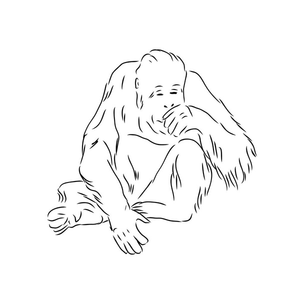 Ilustração vetorial. Desenho realista desenhado à mão de um macaco, orangotango - Vetor, Imagem