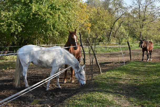 Trois chevaux dans un pâturage clôturé - Photo, image
