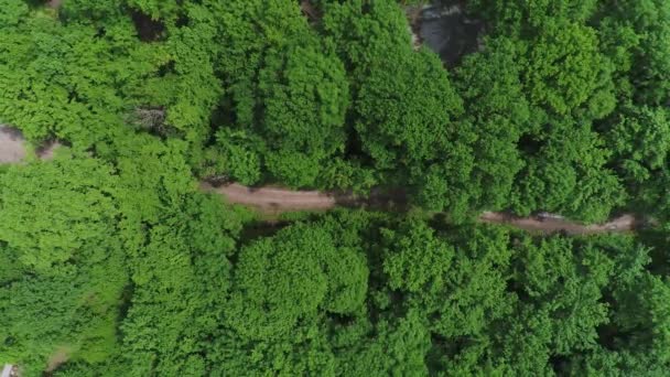 美しい緑の森と未舗装の道路、空中ビュー。夏、緑の木々、頂上からの眺め - 映像、動画