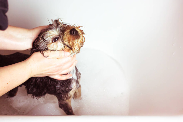 Leuke kleine Yorkshire Terrier puppy neemt een bad. De eigenaar baadt haar hond thuis met shampoo, zeep en water. Huisdierverzorging. Hygiëne en netheid van de hond. Mooie kleine hond nat in bad. - Foto, afbeelding