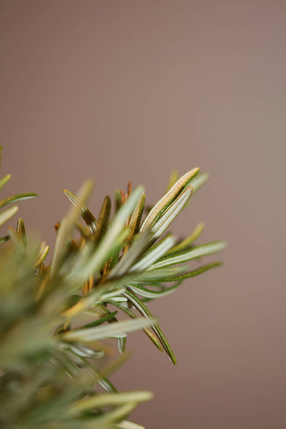 Rosmarinus officinalis fleur de fleur close up famille lamiaceae fond moderne de haute qualité impressions grande taille - Photo, image