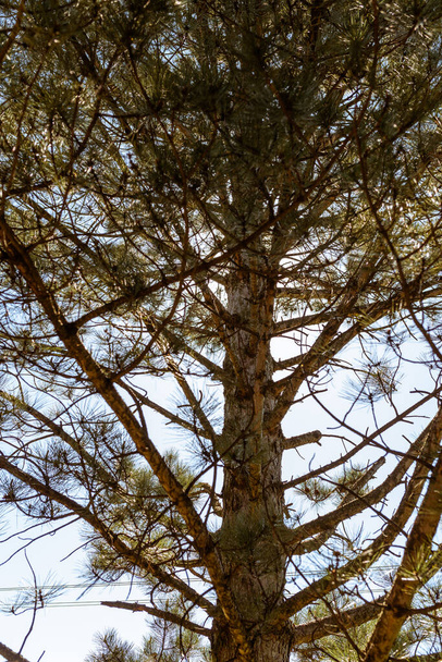 Foto van dennenboom tegen zon met blauwe lucht als achtergrond. Sluiten.. - Foto, afbeelding