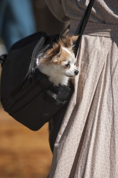 chihuahua em uma bolsa. - Foto, Imagem