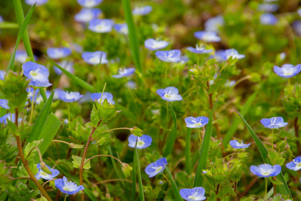 Pers Speedwell 'in mavi çiçekleri, Veronica Persica ya da Persischer Ehrenpreis olarak da bilinir. - Fotoğraf, Görsel