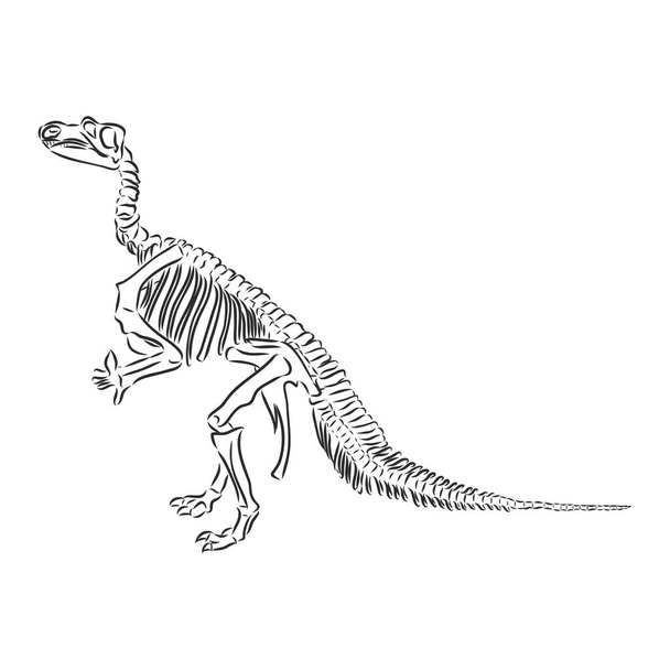 Dinoszaurusz Koponya. A T-Rex csontváz dinoszaurusz-vektor rajza - Vektor, kép