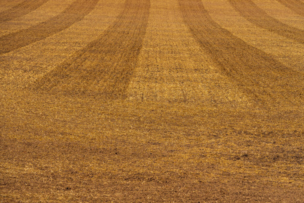 a field of cereals after the cereals have been stripped with wide stripes indicating the direction in which the cereals have been harvested - Photo, Image