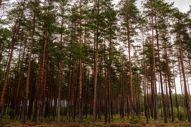лес с тонкими, длинными соснами и ярко-зелеными иглами, увенчанными иглами, но корни спрятаны под различными кустами и мхами в лесу - Фото, изображение