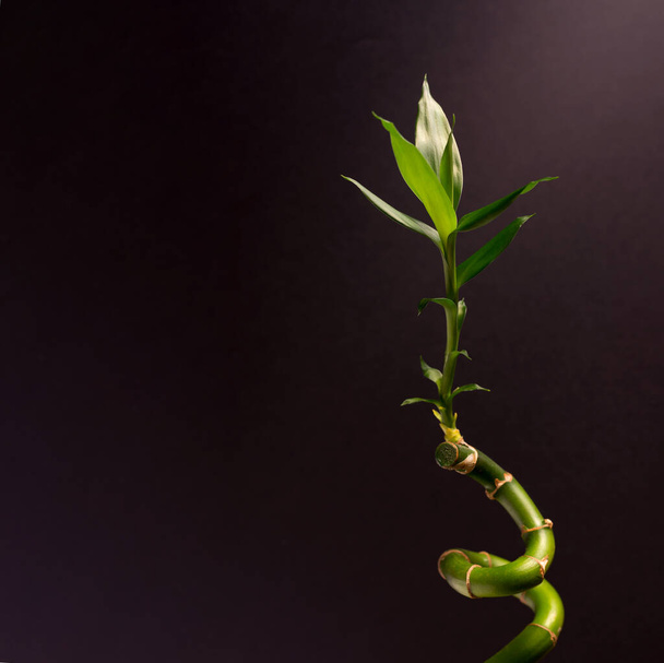 Green Lucky bamboo or Dracena Houseplant close up against the black background. - 写真・画像