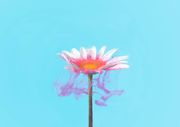 Beautiful abstract underground flower concept. A single white daisy flower cover with acrylic red paint with light blue background. - Foto, Imagem