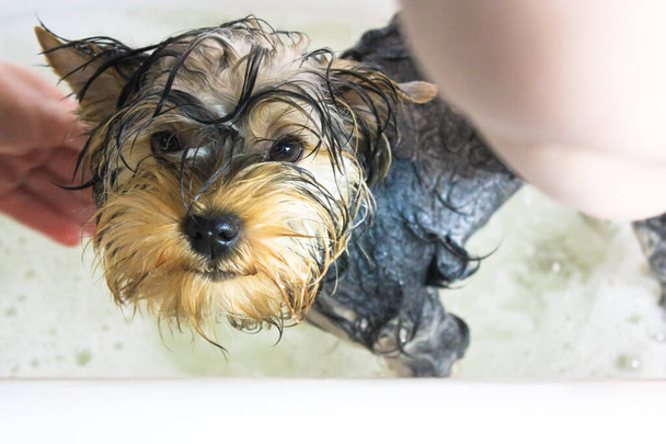 かわいいヨークシャーのテリア子犬は風呂に入ります。可愛いです小さな犬ぬれたで浴槽. - 写真・画像