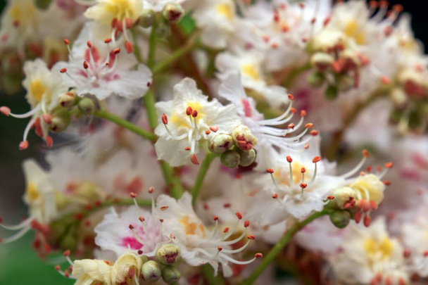 castaño floreciente, flores blancas y rosas de cerca - Foto, Imagen