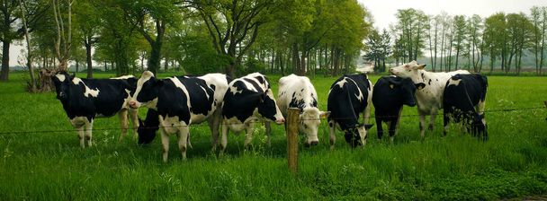 Nove vacche frisone Holstein in un bellissimo ambiente rurale in Germania vicino al confine olandese. - Foto, immagini