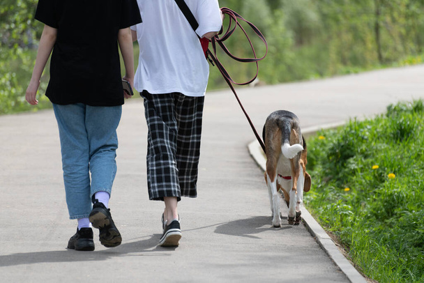 Двоє підлітків гуляють собаку на повідку в парку
 - Фото, зображення