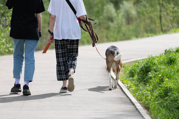Two teenagers walk the dog on leash in the park - Фото, зображення
