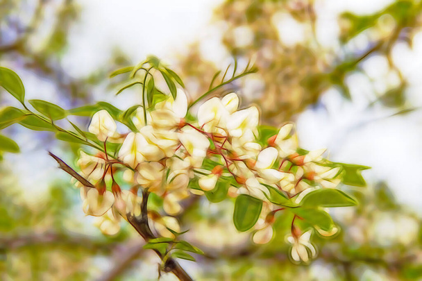 acacia et ses fleurs blanches - Vecteur, image