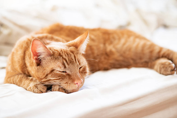 mignon gingembre chat dort sur le lit - Photo, image
