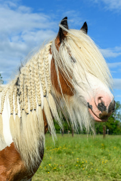 Cavalo de espiga irlandês em um pasto na primavera. Cavalo com crina entrançada em tranças - Foto, Imagem