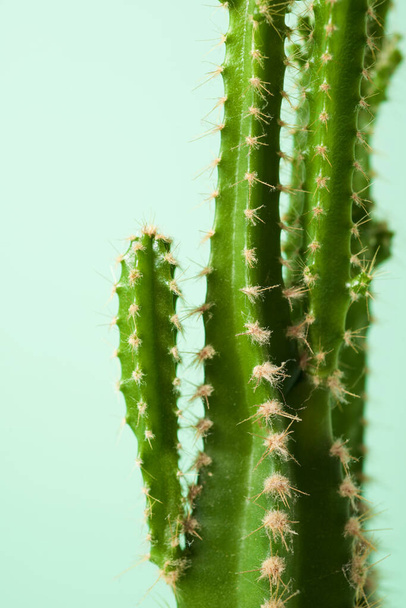Kleine cactusplant tegen groene muur. - Foto, afbeelding
