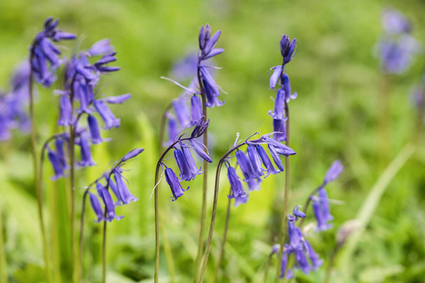 Bluebell luonnonvaraiset kukat kasvavat alkukeväästä Irlannissa - Valokuva, kuva