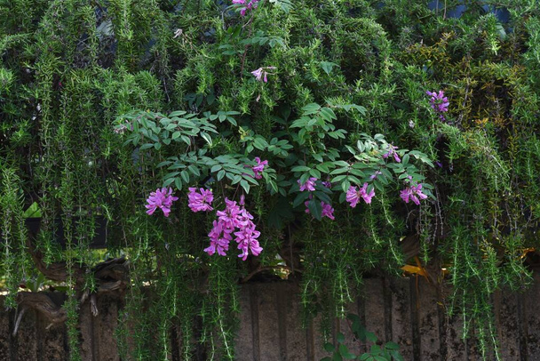 Spaanse klaver (Indigofera decora) bloemen. Fabaceae bladverliezende struik. - Foto, afbeelding
