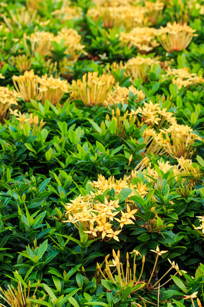 Yellow Ixora Flower. - Photo, Image