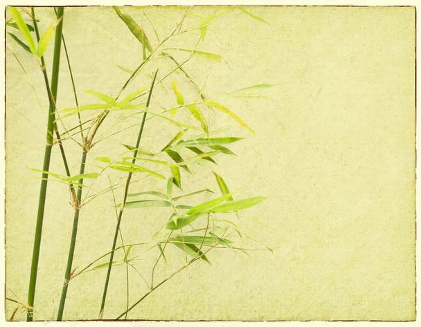 бамбук на старом фоне текстуры гранж-бумаги - Фото, изображение