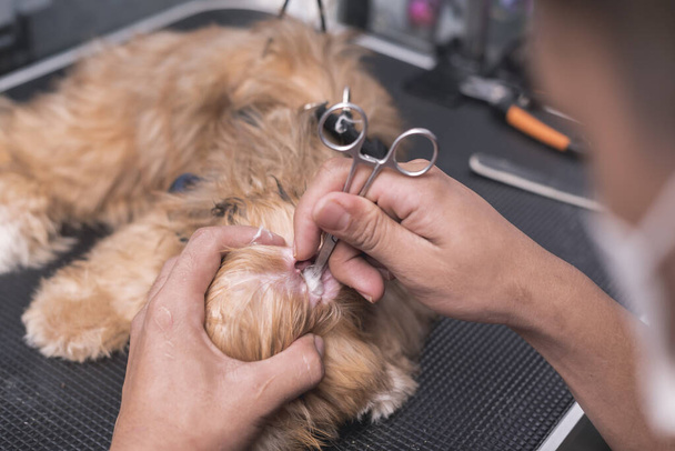 Bir evcil hayvan tımarcısı genç bir Lhasa Apso 'nun kulak kanalını bir çift forseps etrafına sarılmış bir pamukla temizler. Bir köpek salonunda ya da veteriner kliniğinde.. - Fotoğraf, Görsel