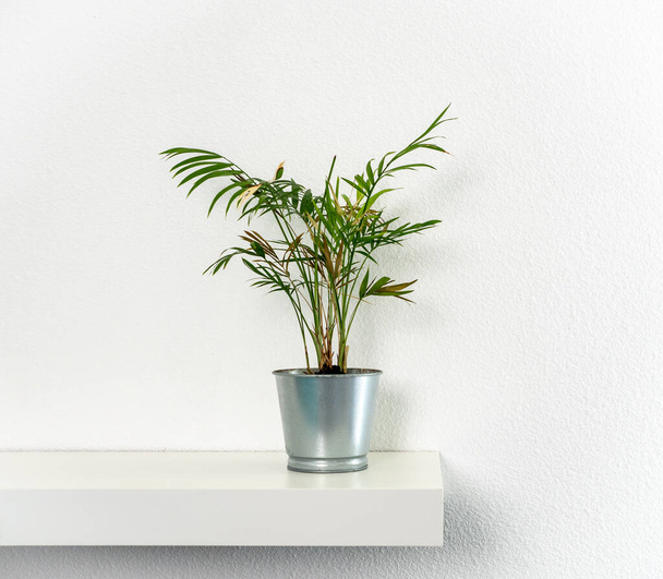 Home palm staande in een metalen pot op een plank, interieur, witte achtergrond - Foto, afbeelding