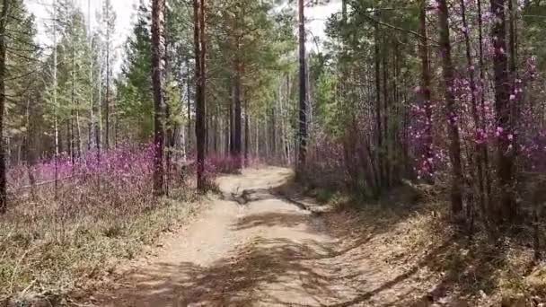 promenade dans la forêt printanière - Séquence, vidéo