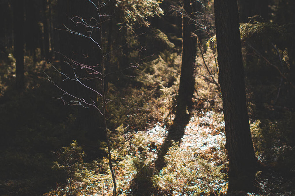 close up small pine in forest - Zdjęcie, obraz