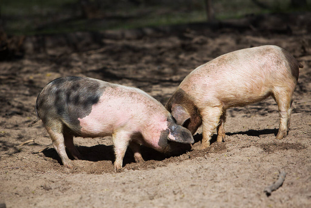 Deux cochons marrants creusent dans le sol. - Photo, image