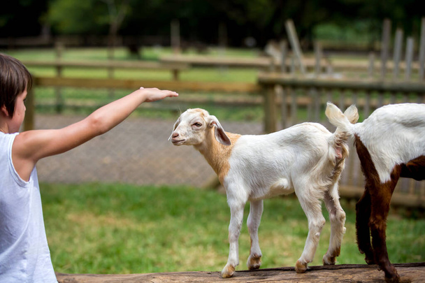 Preschool boy, petting little goat in the kids farm. Cute kind child, feeding baby goat - Foto, imagen
