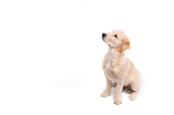 Bir Golden Retriever köpeği beyaz bir arka planda oturur ve yukarı bakar. - Fotoğraf, Görsel