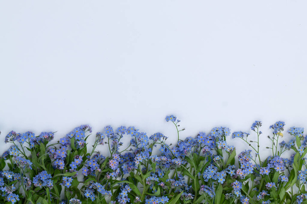 forget-me-nots spread out on a white background - Fotoğraf, Görsel