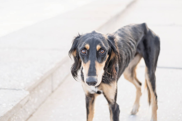 ホームレスのサルキ犬が市内に立っている。珍しい品種 - 写真・画像
