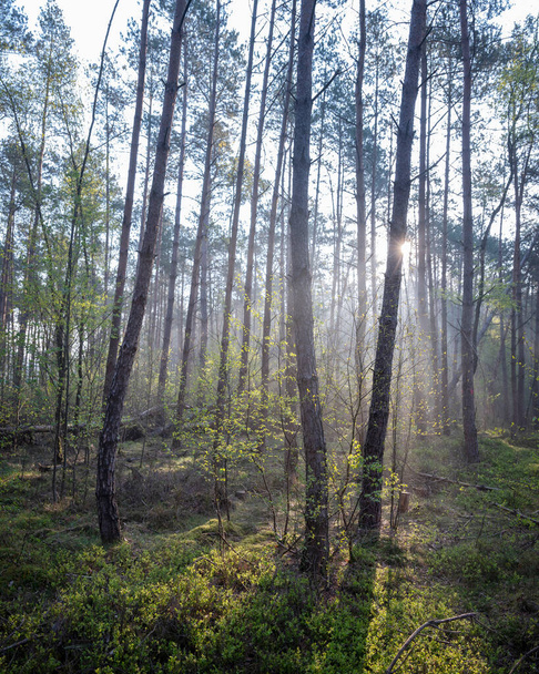 hojas frescas iluminadas al amanecer entre troncos de bosque en primavera - Foto, Imagen
