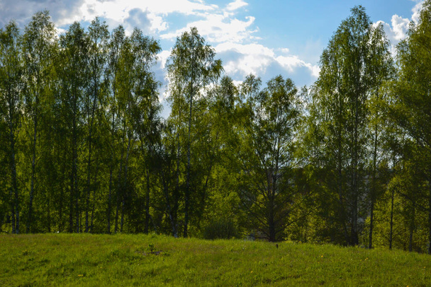 albero tronco testurizzato sfondo nella foresta primaverile con colori bleech - Foto, immagini